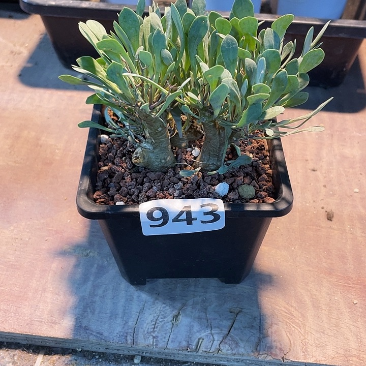 943黑鬼殿厚墩菊，