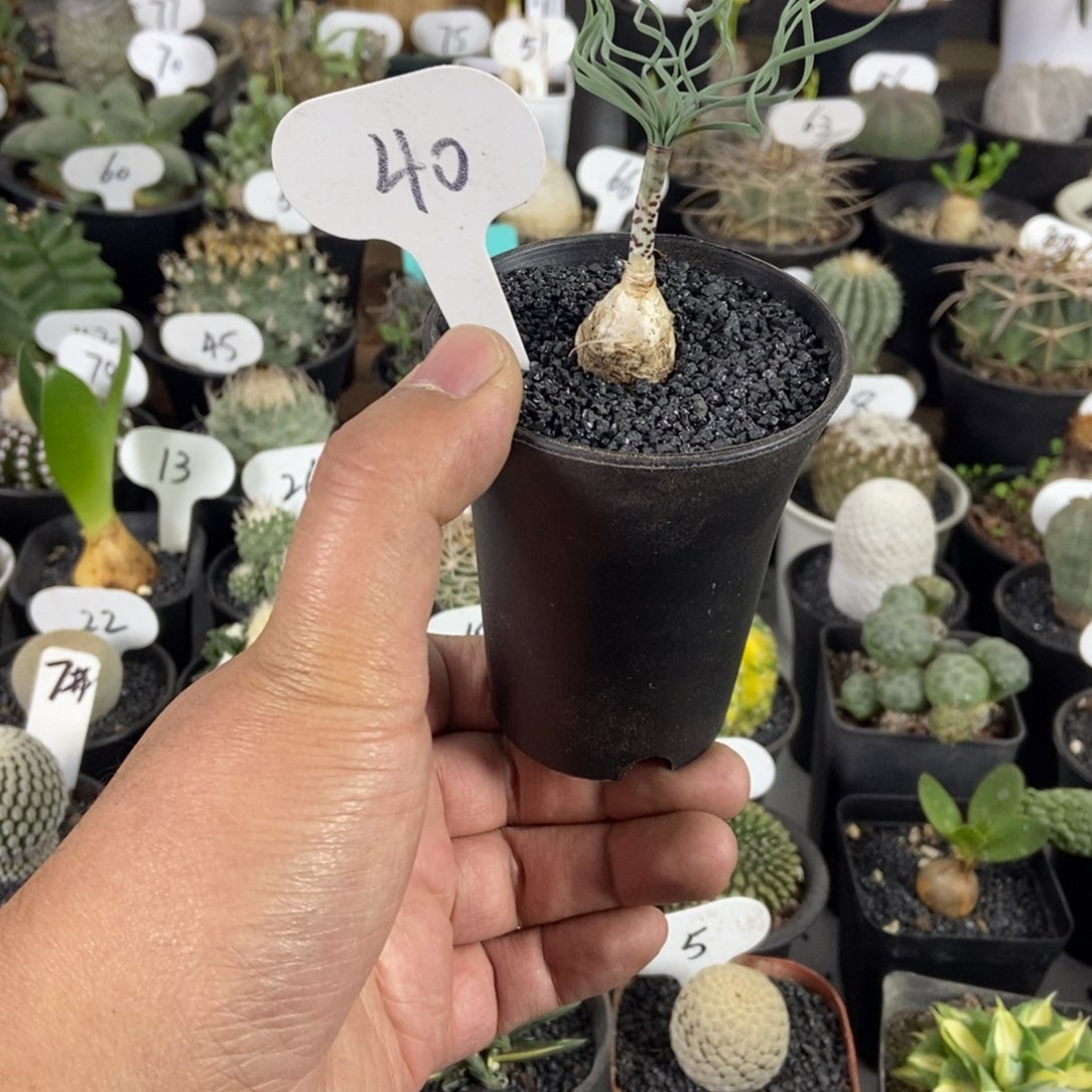 豹纹弹簧草一物一拍