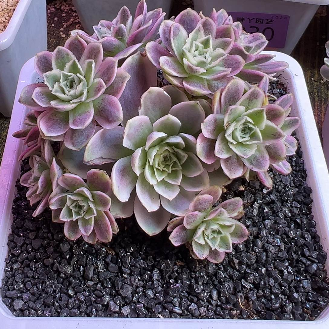 江***添山地玫瑰锦秋夕004号