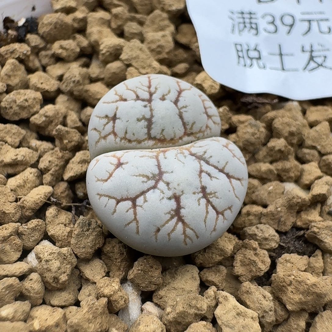 443多肉哈哈哈哈哈哈哈