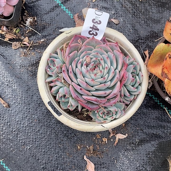 是***呀343吉娃娃多肉植物