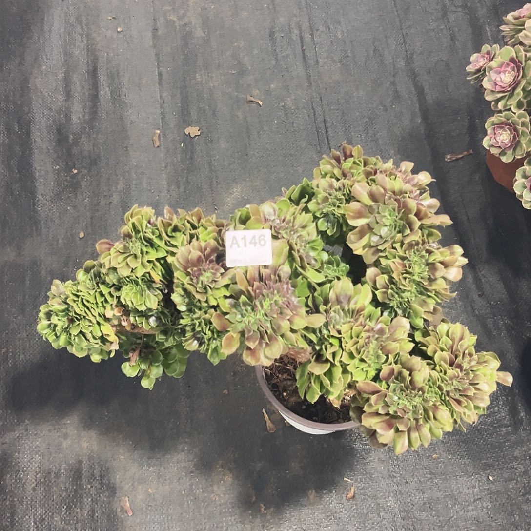 无花朵缀画多肉植物发师寄养146