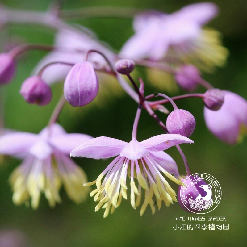 紫色偏翅唐松草 多年生 宿根切花 耐寒耐热盆栽植物 花园庭院线性