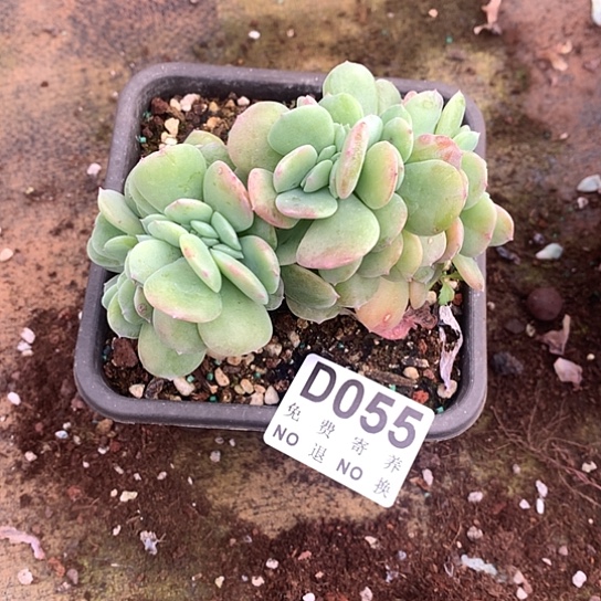 天鹅绒缀化055 亏本处理退款拉黑7-8天发货