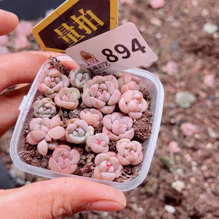 多肉植物多肉植物