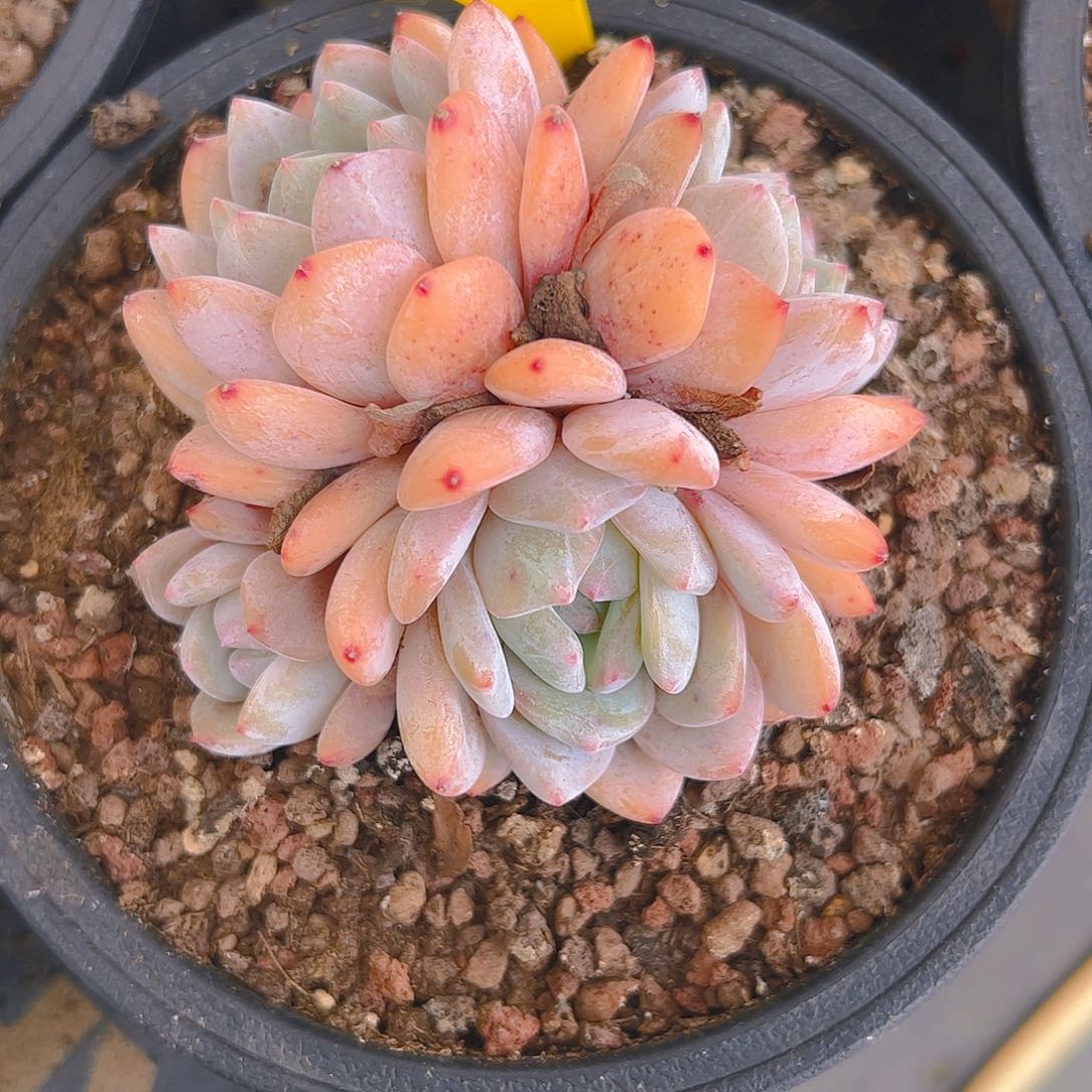 萌*宝四头韩橙278号一物一拍