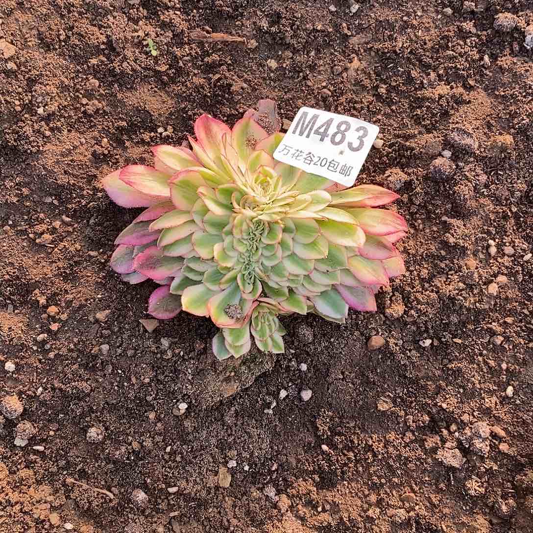 483倾城缀多肉植物