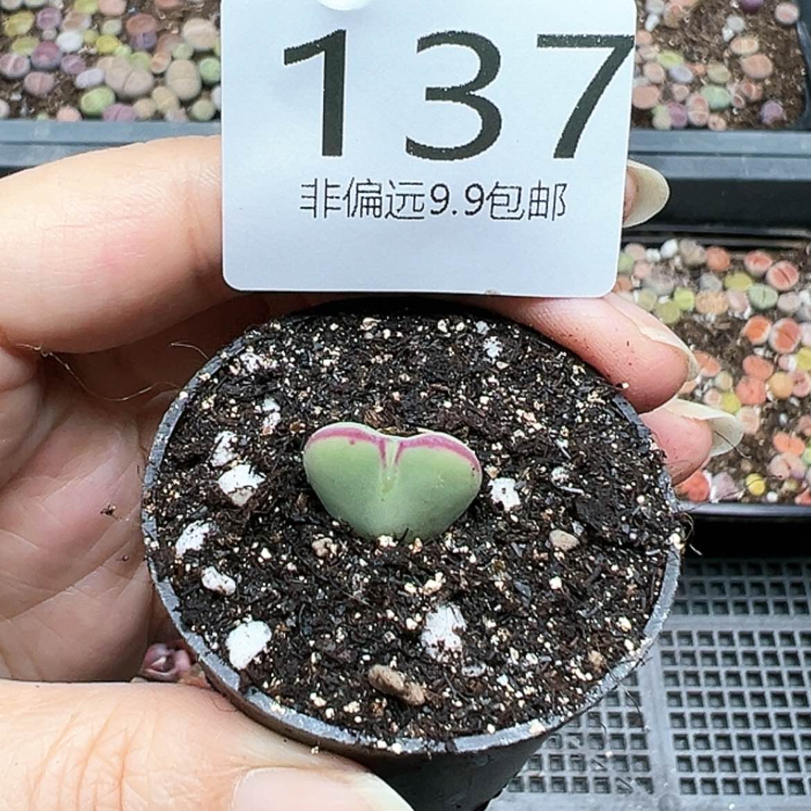 【闪购商品】137号爱心毛少将