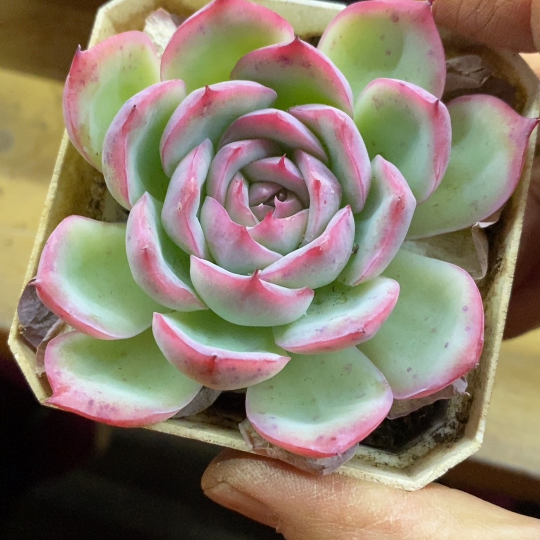 精品多肉一物一拍不包整228