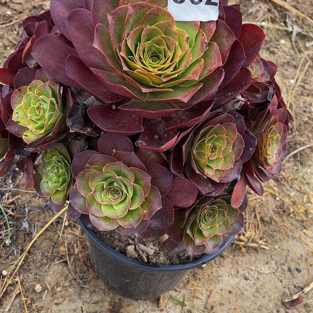 多肉法师862号魅金发货不包损