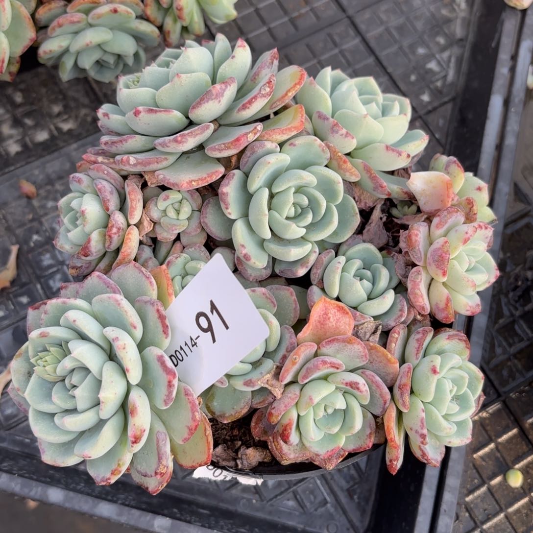 同温层多肉91千山雪