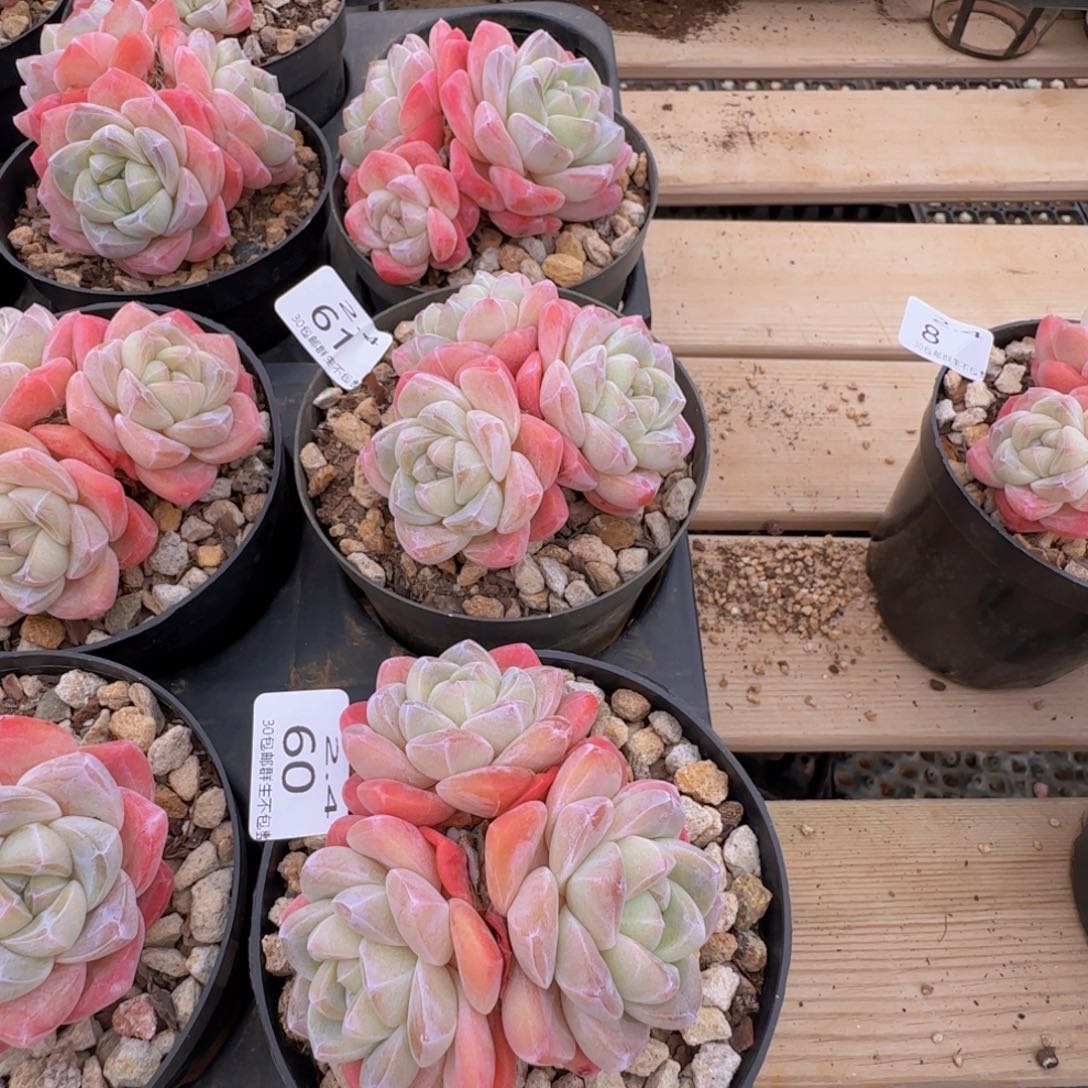 L*v两颗三头趴地冰玉