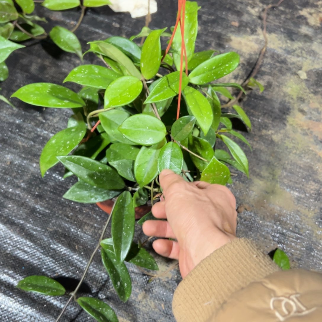 小***君完全开放绿叶红球兰