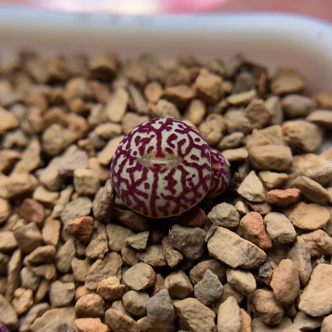 714墨小锥一颗包邮