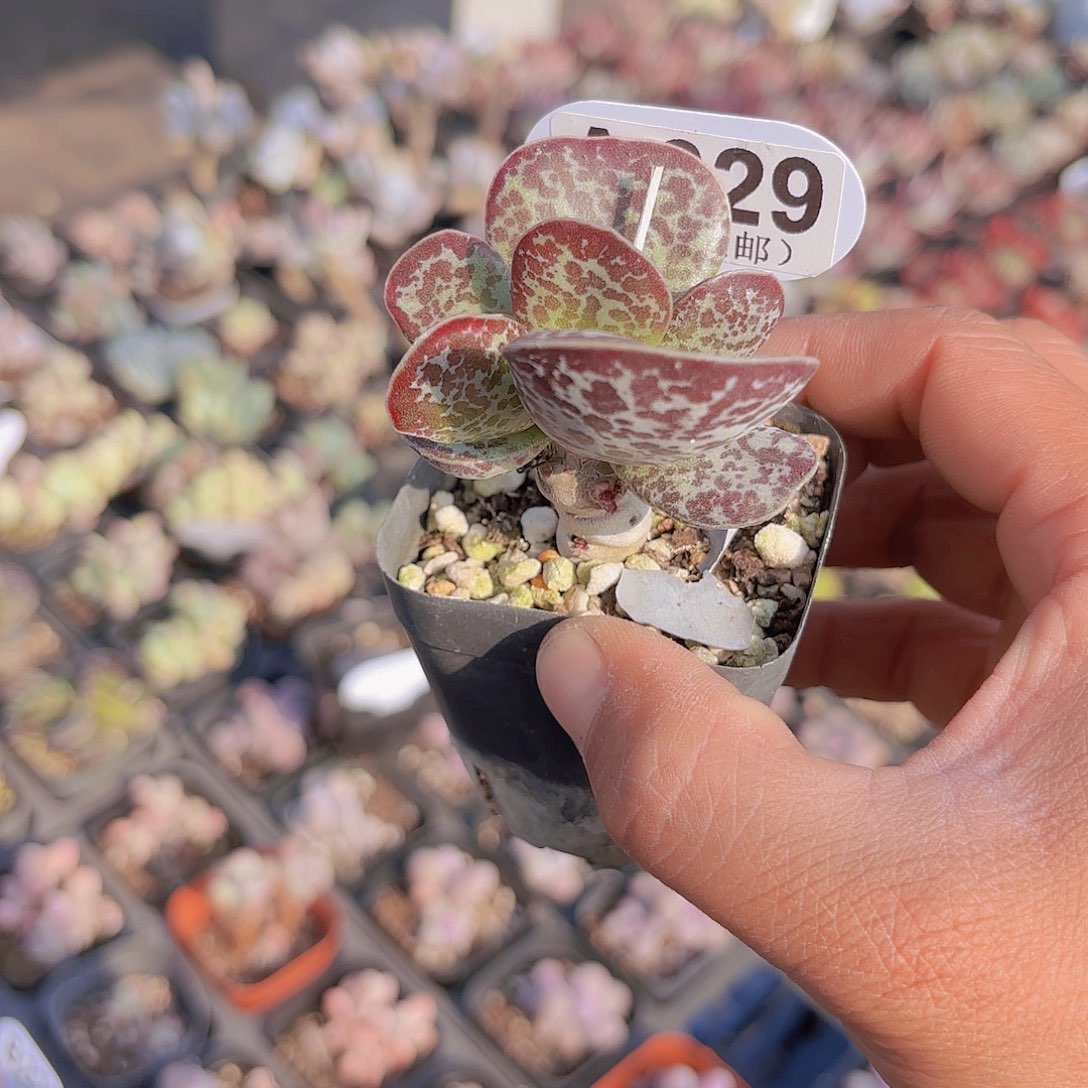 A629水泡一物一拍