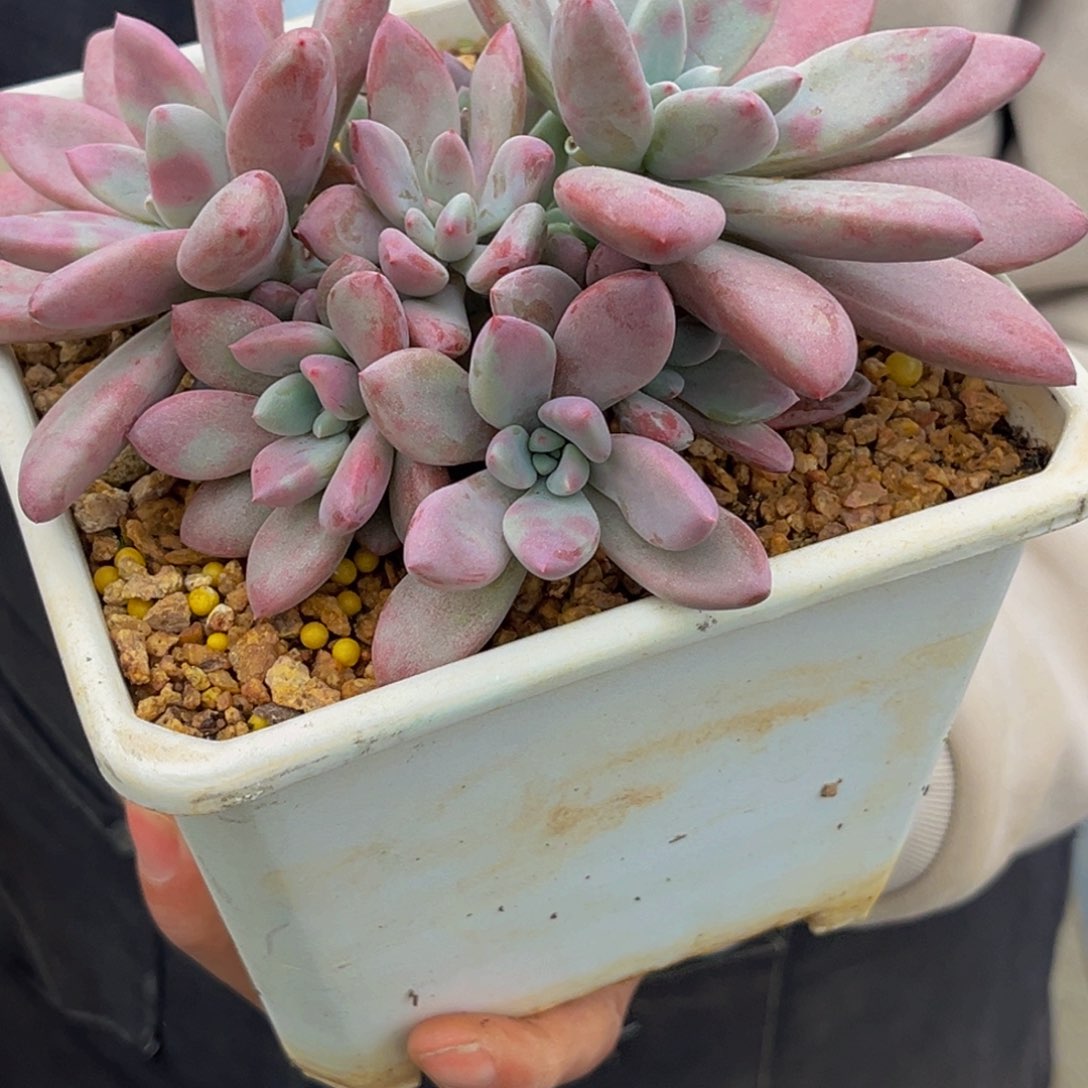 2517号上午多肉植物群生多肉