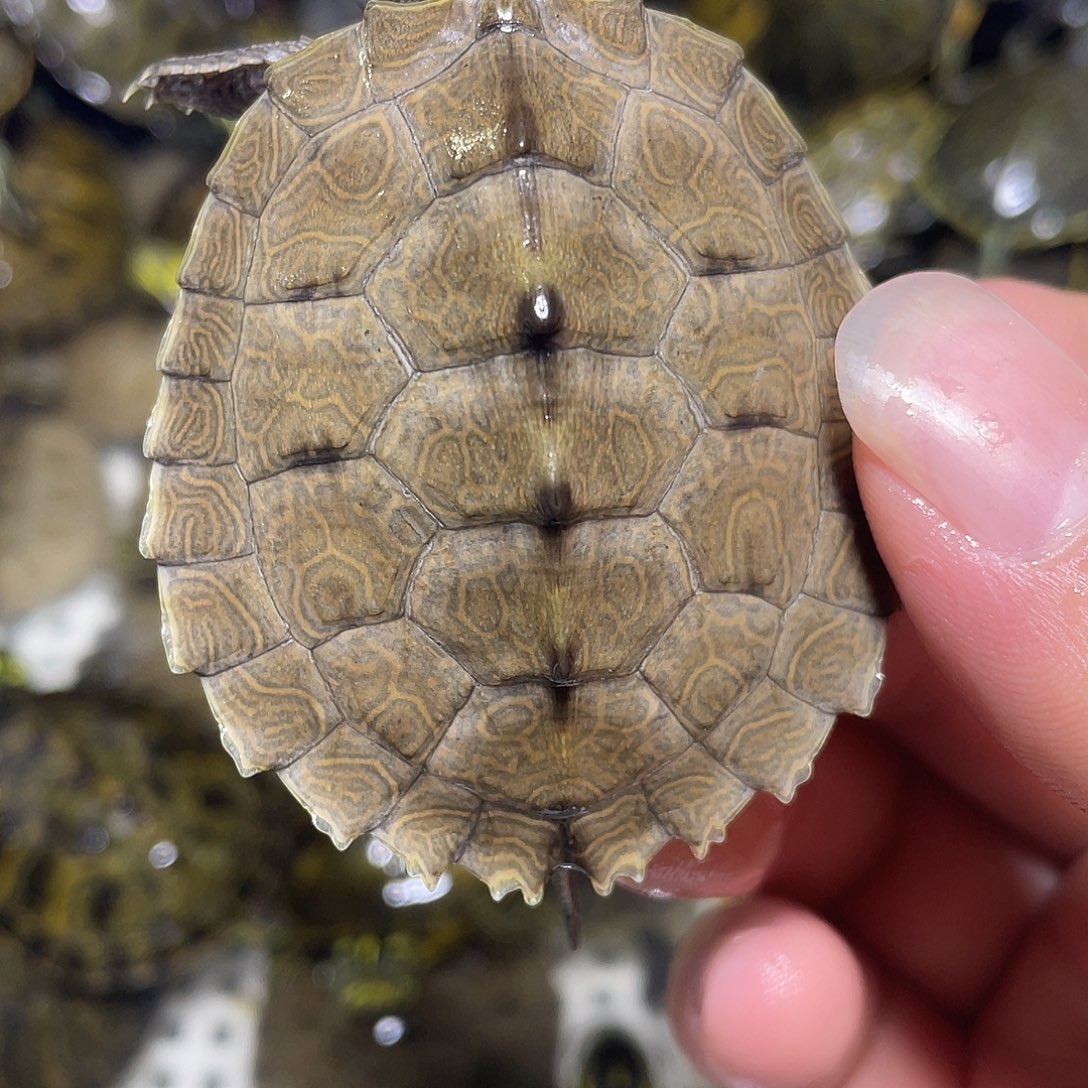 宠物龟不分公母地图