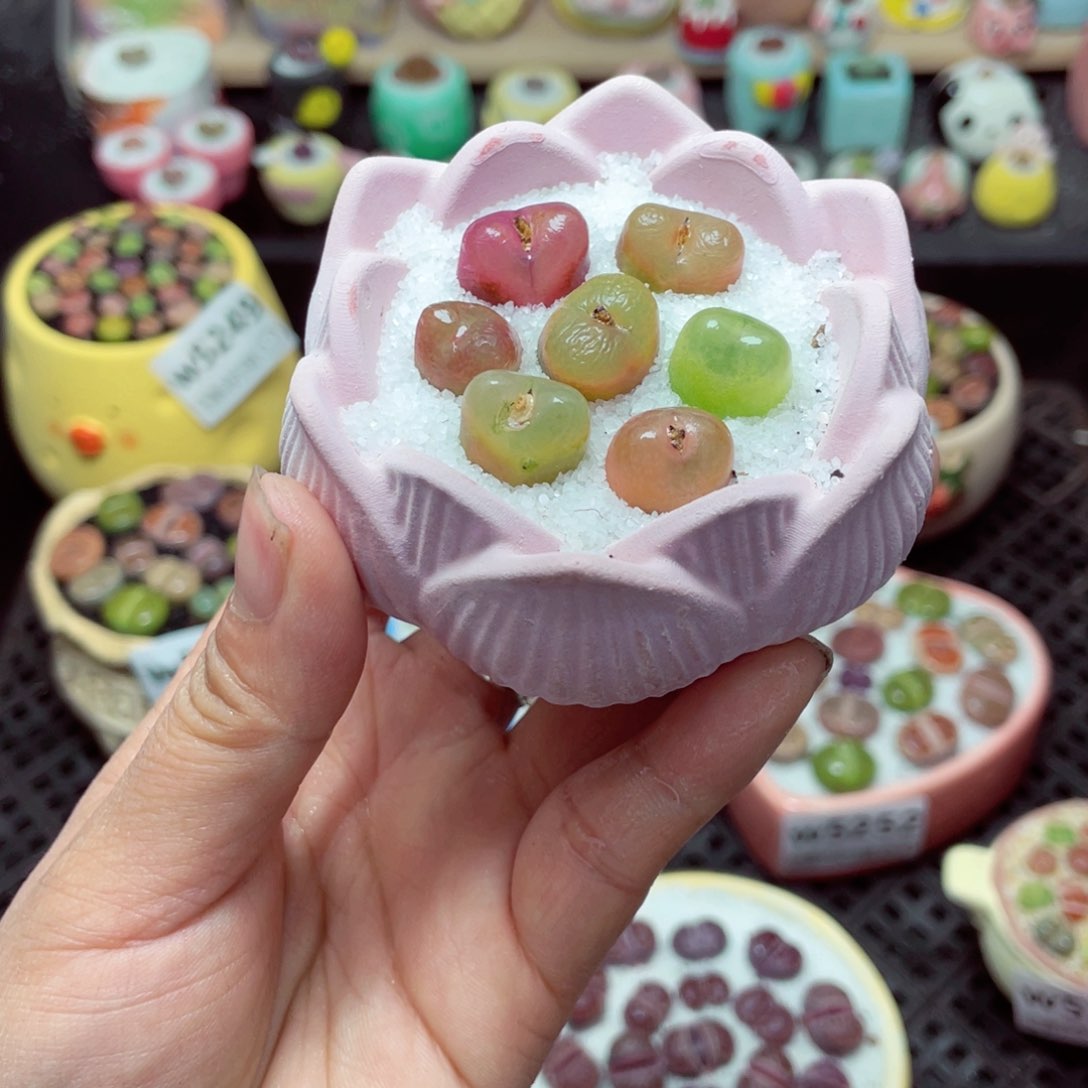 w5257 带盆土发货-零下地区拍保温箱