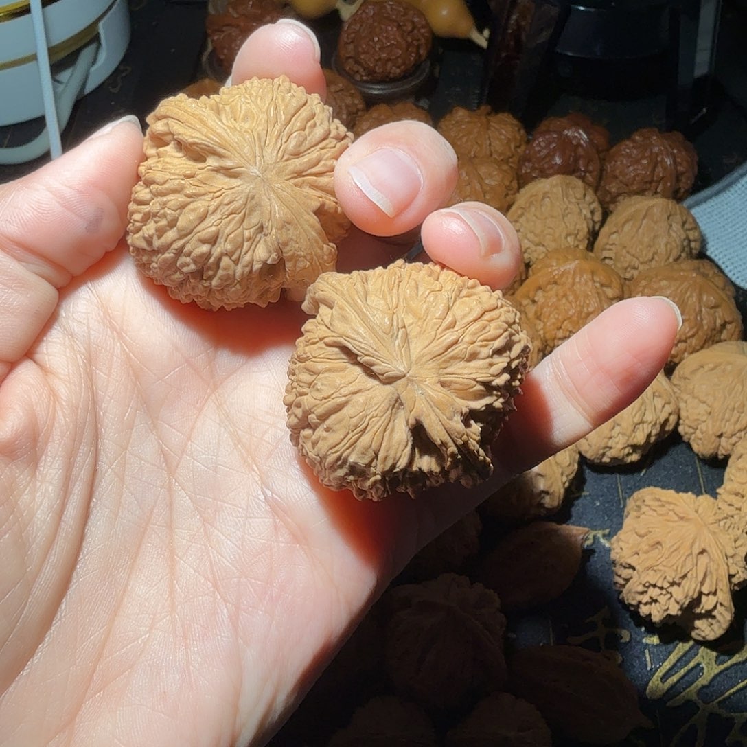 核桃燕山山脉山地白狮子闷