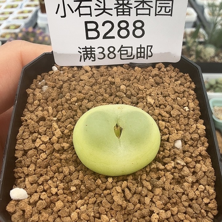 拉登2.35厘米 带盆发