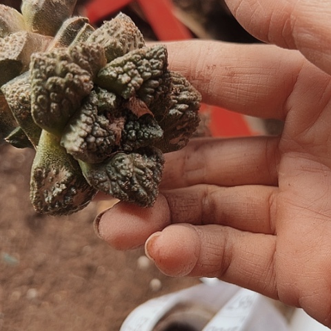 2562牡丹仙人球的