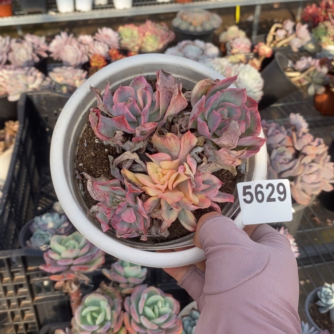 5629绮罗仙子锦一物一拍