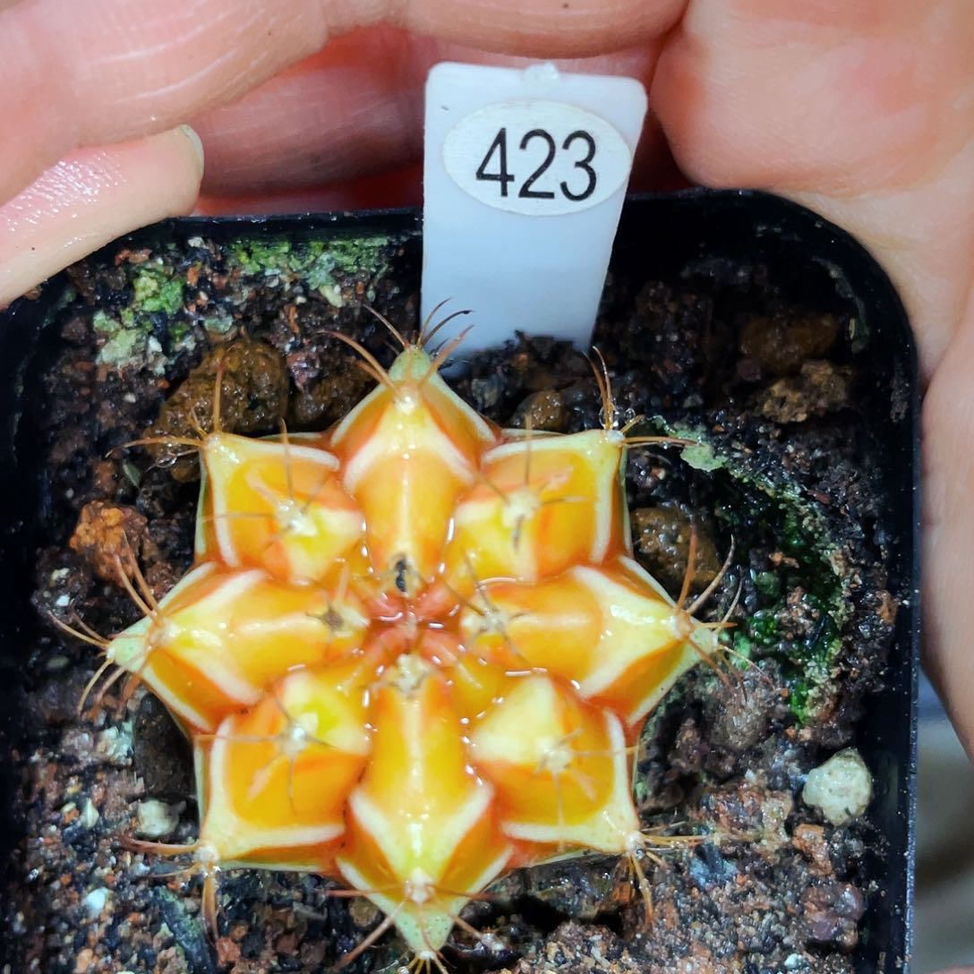 卒*非偏远地区满25包邮仙人球