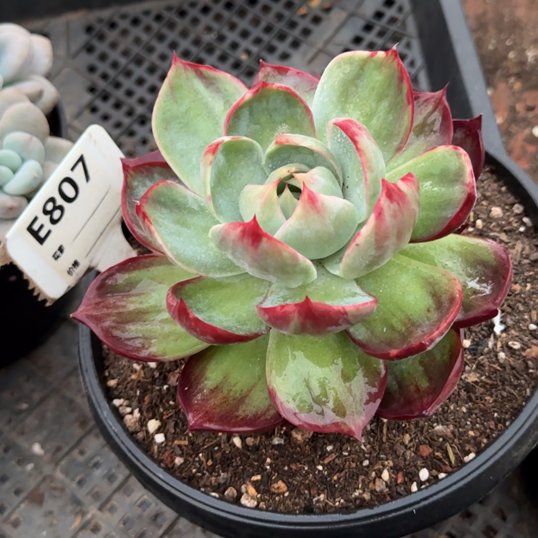 惊鸿一物一拍包装收缩花旱807