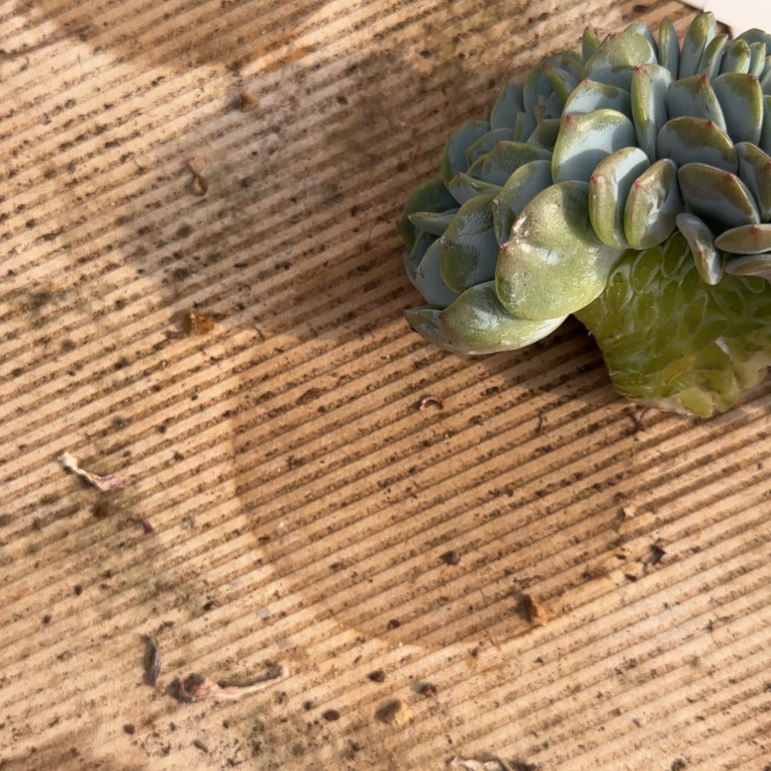 馨***冉1144。     凤橙缀多肉