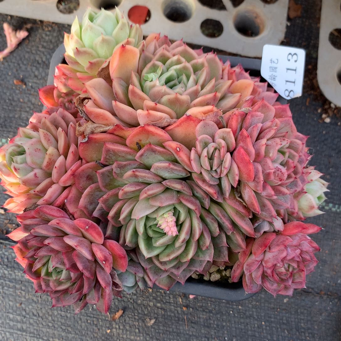 8113杂交多肉老桩