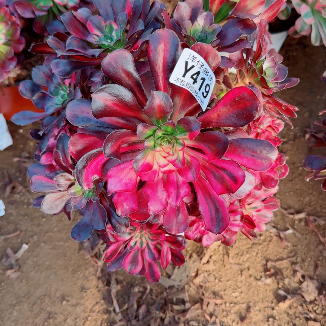 花蝴蝶法师419冠幅25