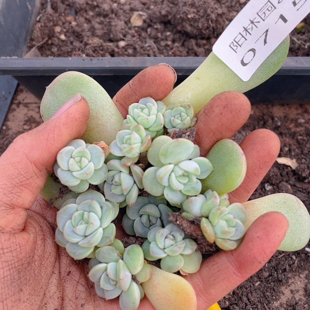 多肉植物多肉植物715