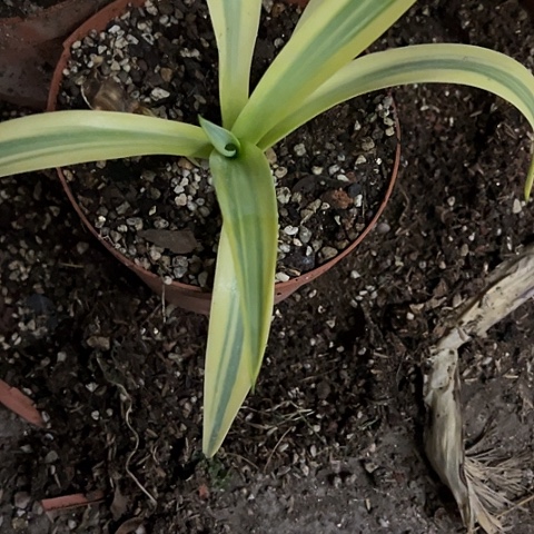 鹦鹉嘴糊斑锦龙舌兰植物