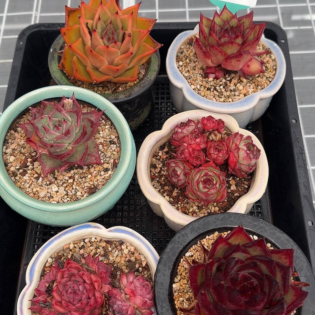 从前慢花园精选0116-27