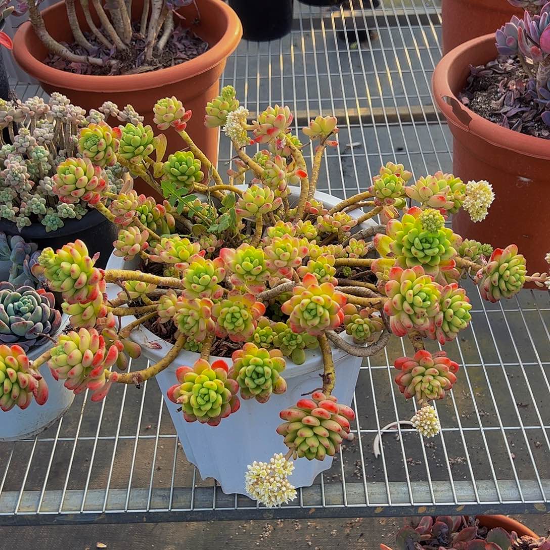 香格里拉超级大盆多肉