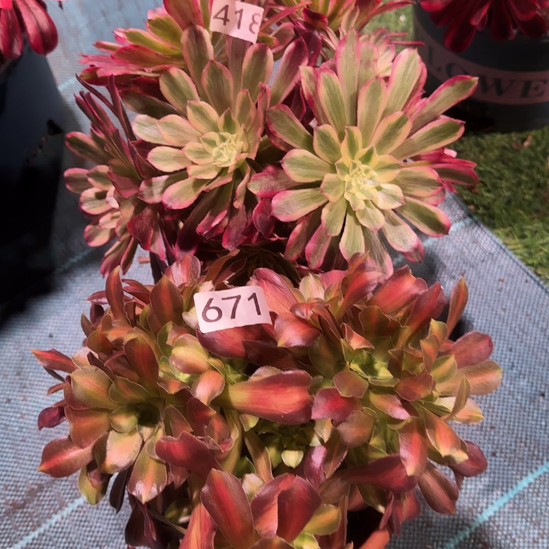 多肉植物福利2棵那家皇后组合671418