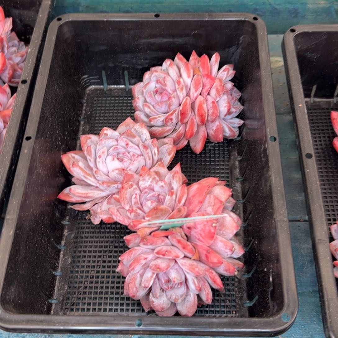 多肉一物一拍0127-147