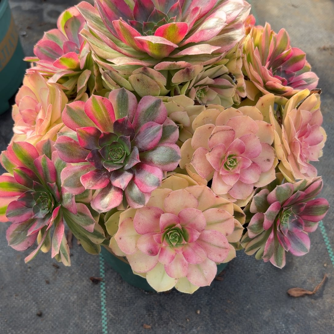 466雨河多肉植物福利