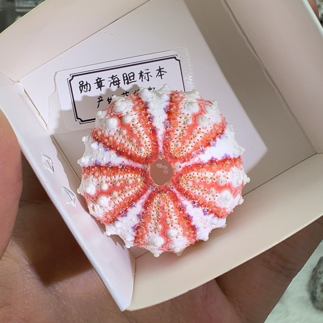 紫晶大型摆件（非配饰）银S925镶嵌