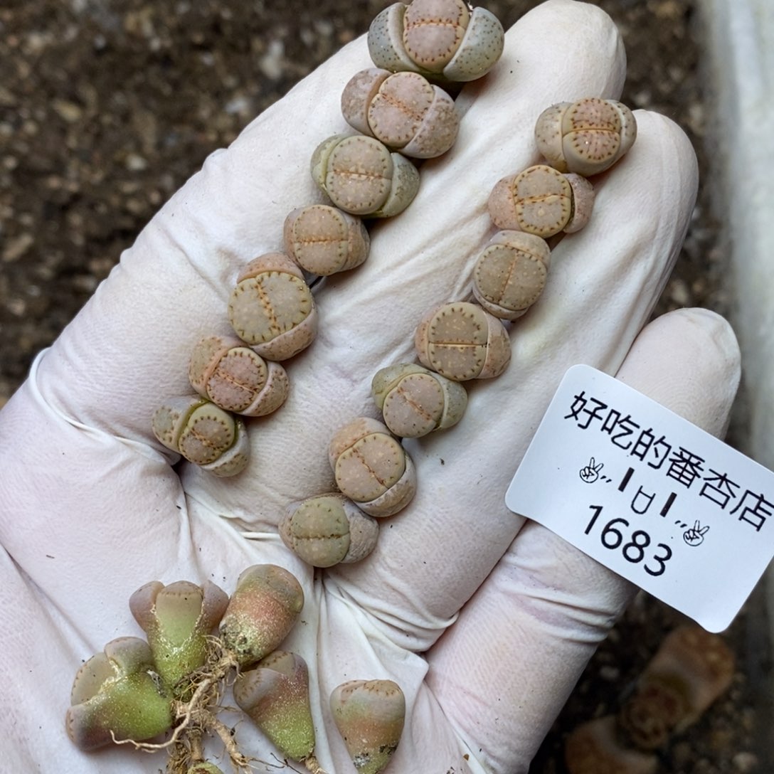 1683。个别有点高。c24饼干