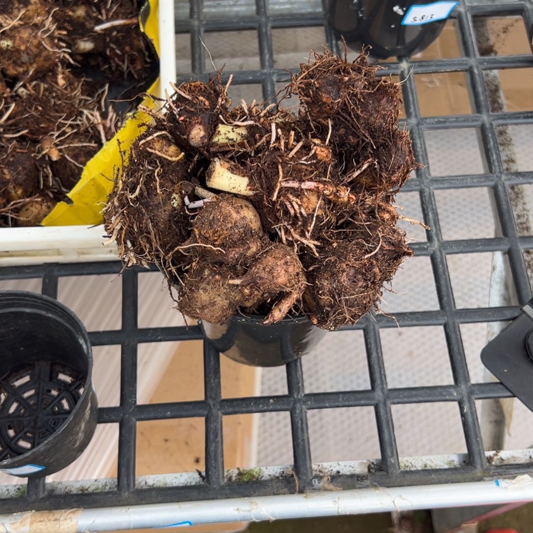 完全开放大盆盲盒种球，有大有小