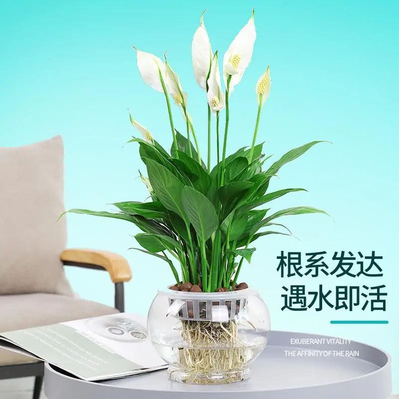 水培白掌盆栽一帆风顺水养植物室内花卉办公室绿植红掌净化空气花