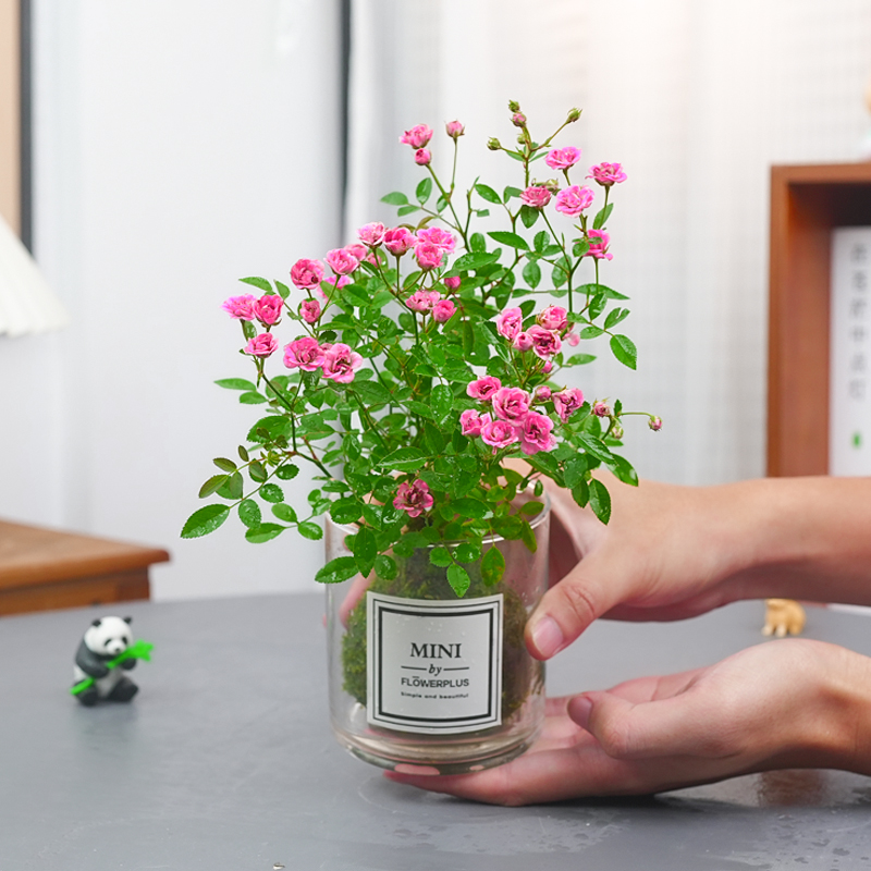 姬月季水培植物网红超微月季盆栽爱开花办公桌工位好养活绿植花卉