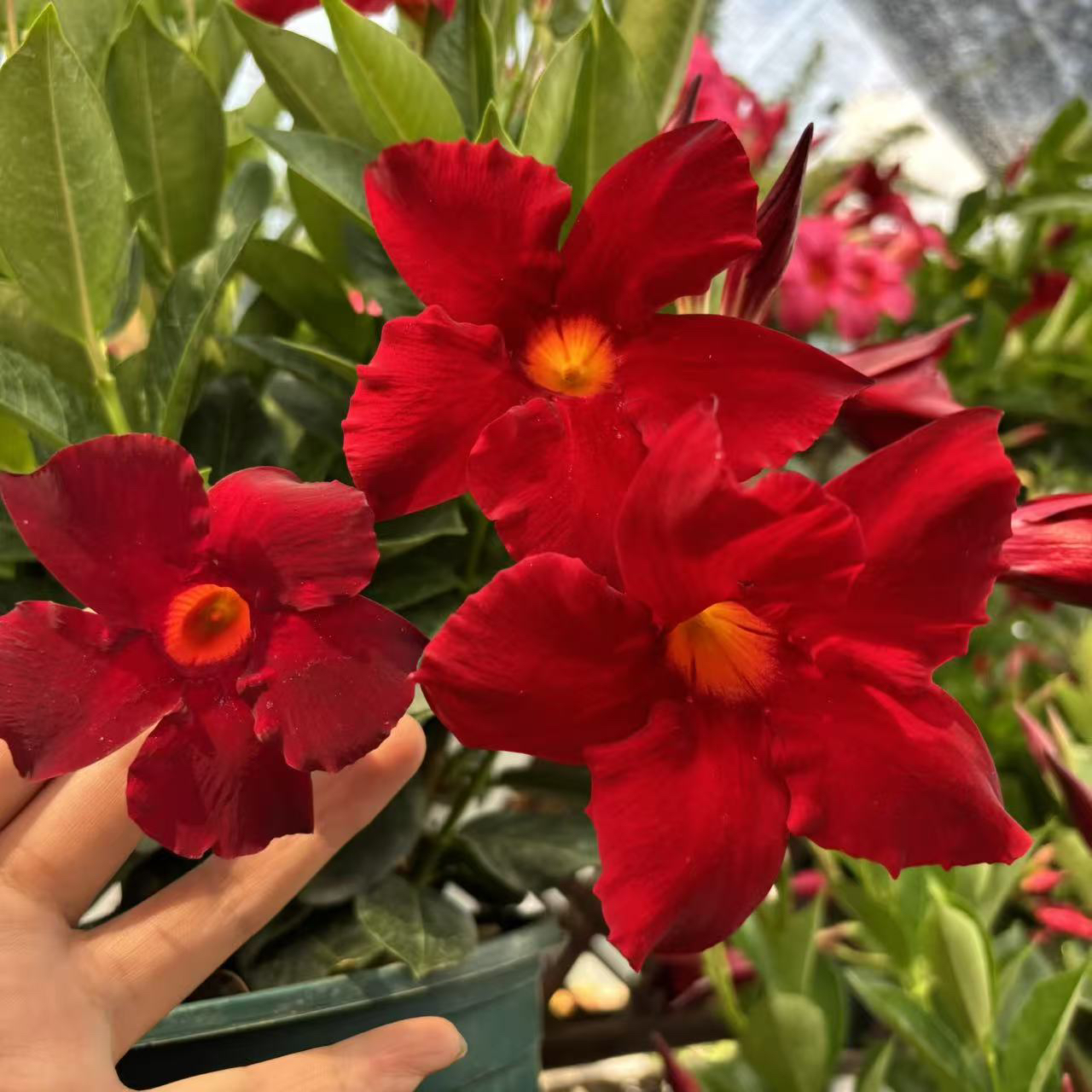 【飘香藤】非常耐热非常的耐旱爬藤能力非常好夏季春季粉色