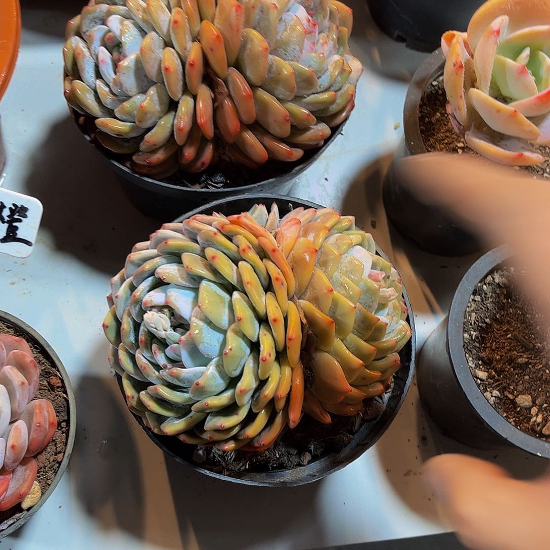 双头橙子炖肉16.8