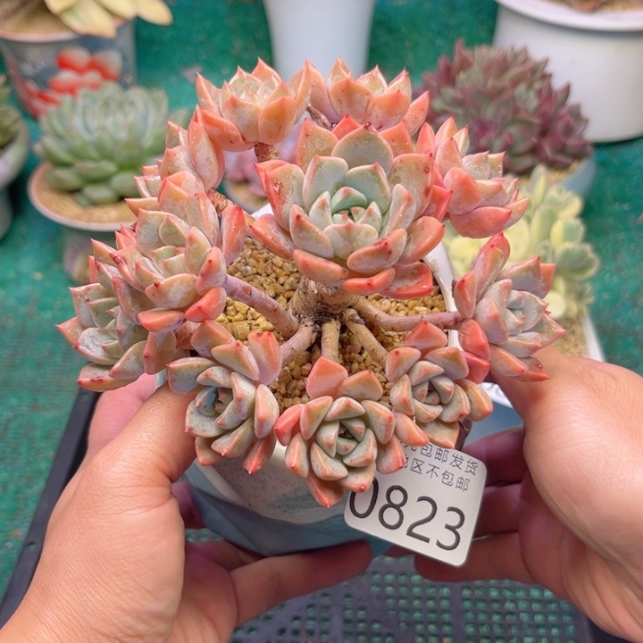 大0823:？zvxbchbbb