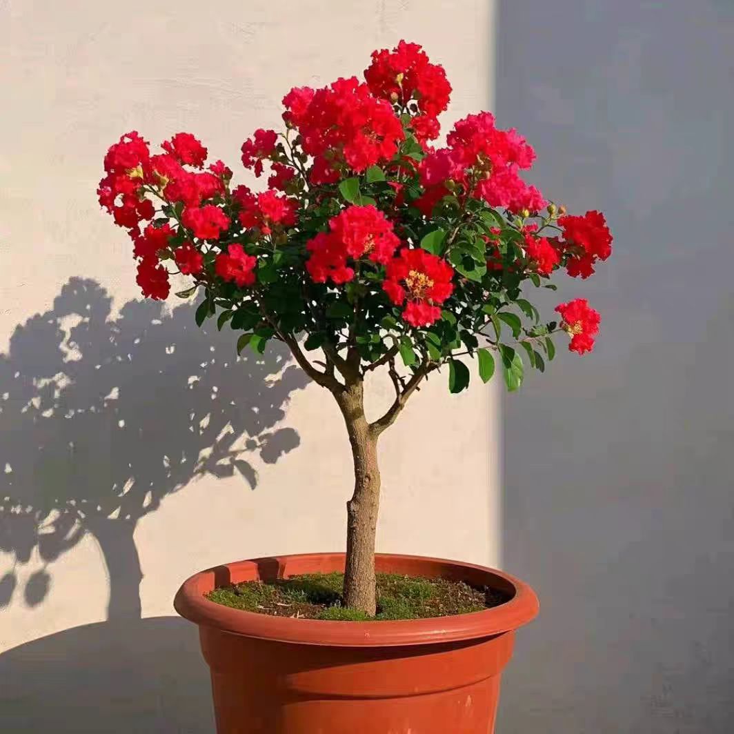 红火箭天 鹅绒紫薇花盆栽【一物一拍链接】阳台庭院四季好养植物