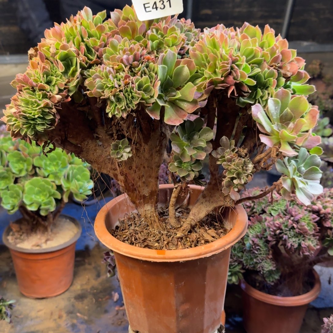 431玫瑰缀花法师多肉