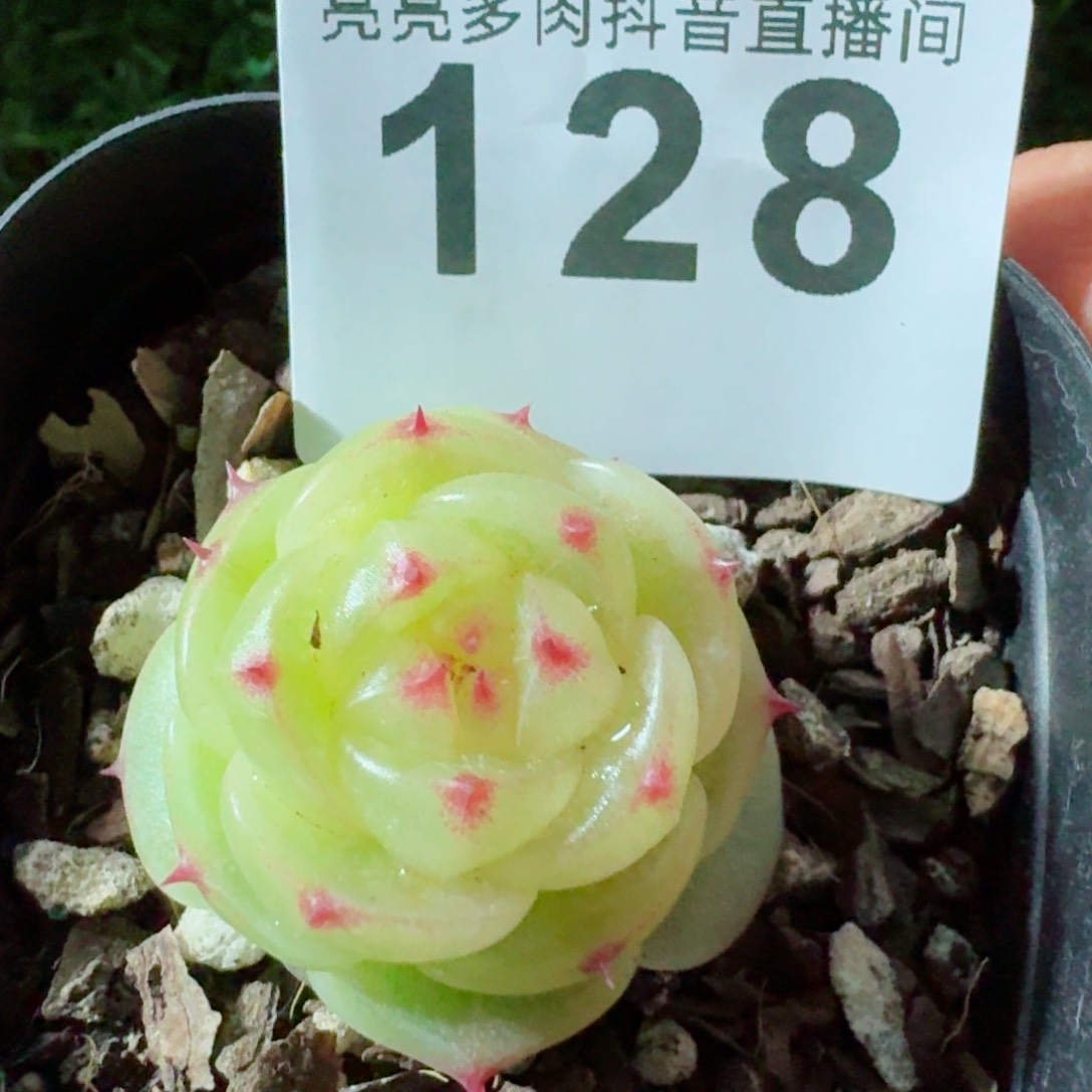 宝拉珍妮         精品多肉