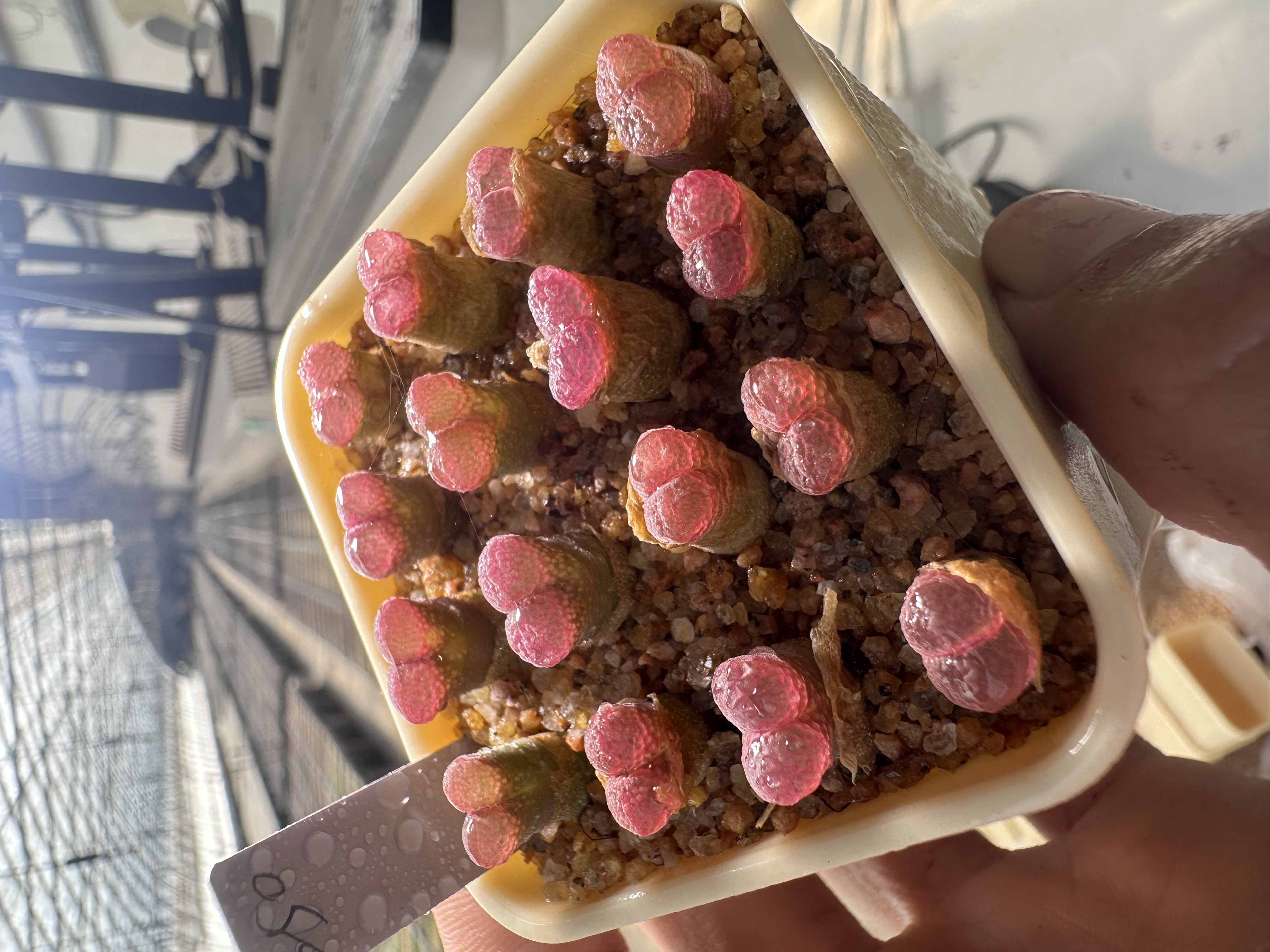 250多肉植物肉锥小林浩原株一颗